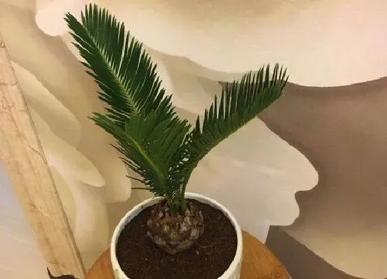 植物施肥|铁树浇什么肥最好