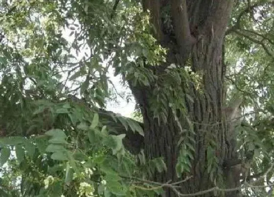 植物种类|铁匠木是什么树 是什么样子的