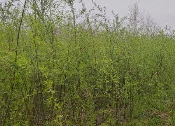 植物移栽|冬天移栽树木能活吗 立冬后种植树苗成活率高吗