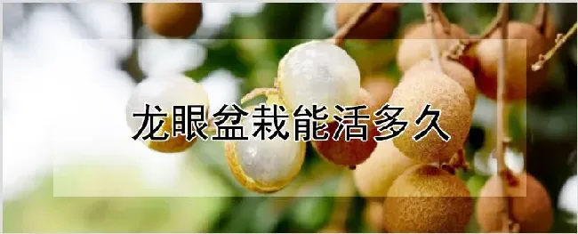 龙眼盆栽能活多久 | 养殖技术