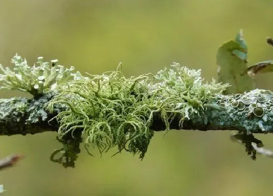 植物百科|地衣属于什么类植物 是植物还是真菌