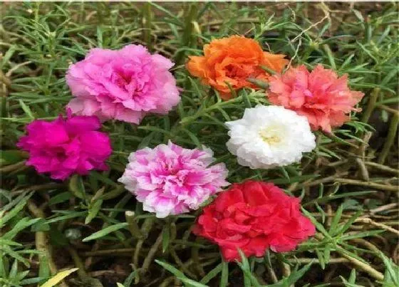 冬天植物|太阳花过冬的方法和注意事项（冬天怎么打理能越冬）