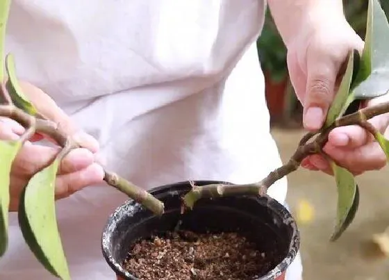 植物繁殖|豆瓣绿扦插繁殖方法和注意事项