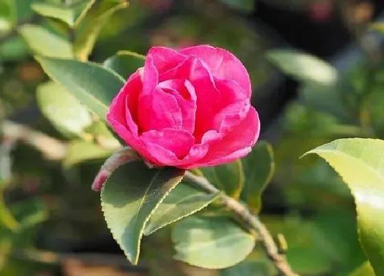 开花时间|茶梅什么时候开花 花期时间与季节