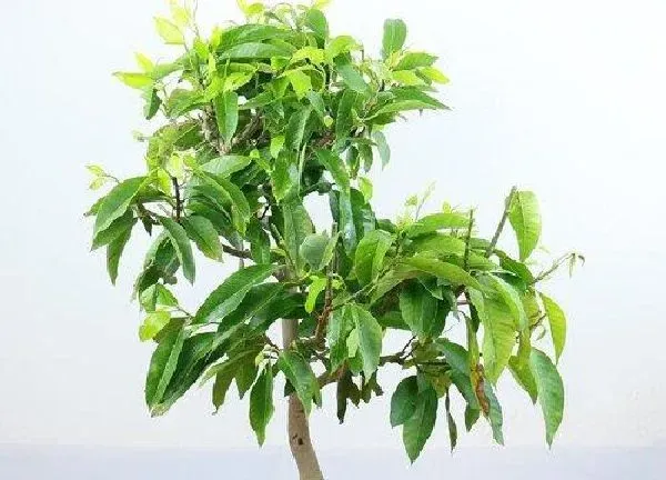 植物移栽|白兰花什么时候换盆合适