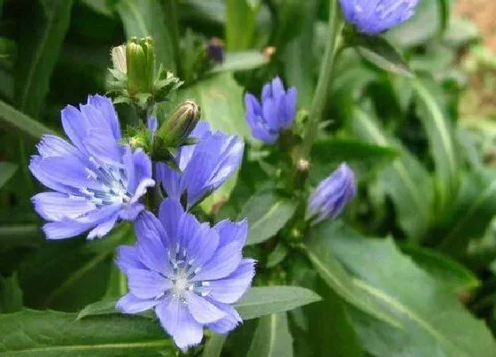 植物百科|菊苣在农村叫什么