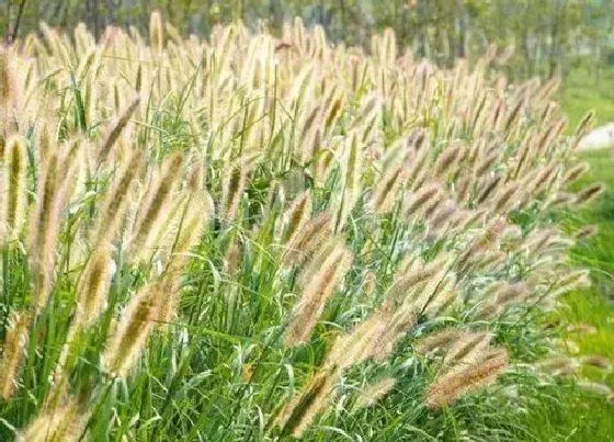 植物百科|狼尾草是多年生吗