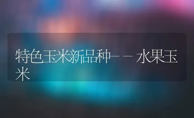 特色玉米新品种--水果玉米 | 瓜果种植