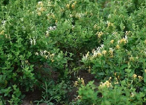 植物百科|忍冬是什么植物