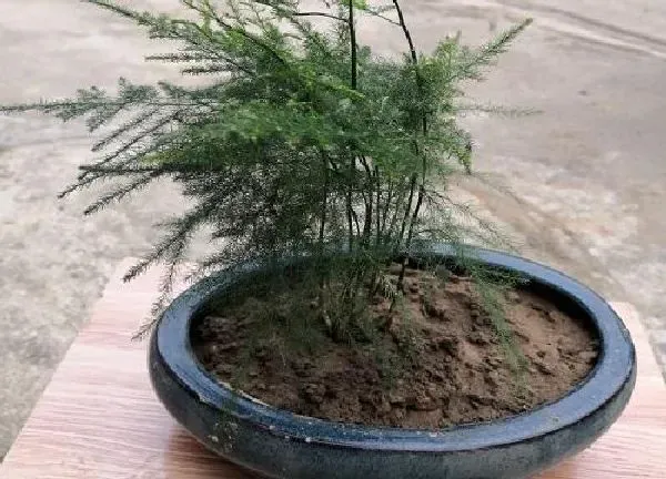 植物移栽|文竹什么时候换盆好