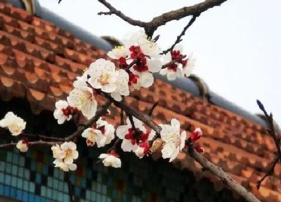 种植位置|梅花可以种在院子里吗