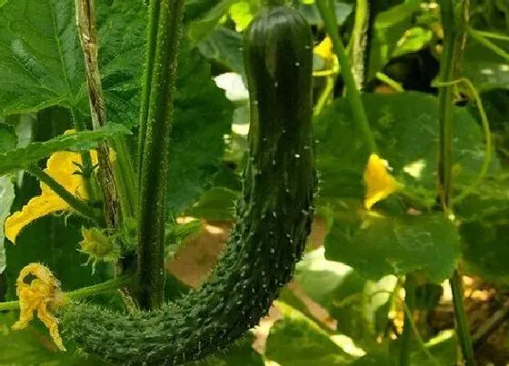 种植百科|秋黄瓜什么时候栽种合适