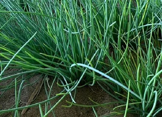 植物百科|沙葱是什么植物