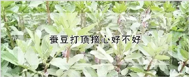 蚕豆打顶摘心好不好 | 自然知识