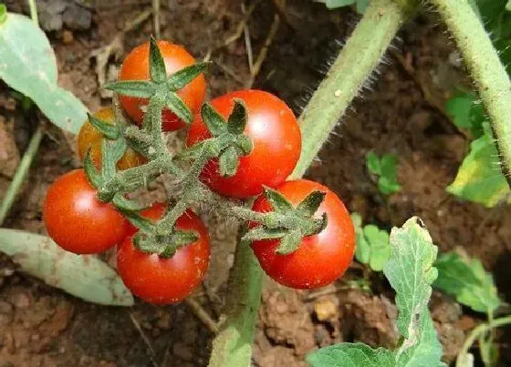 种植管理|西红柿种植时间与生长周期