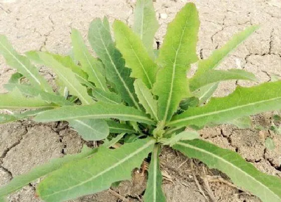 种植管理|苦菜的生长周期是多长时间