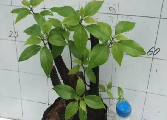 植物播种|香樟什么时候播种 合适播种时间