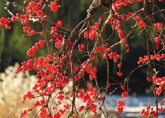 植物种类|忍冬和冬青是一种植物吗