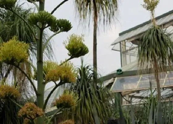 植物百科|龙舌兰会开花吗 开什么样子的花