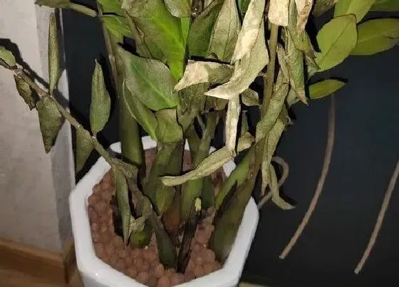 花期|金钱树多久开花一次