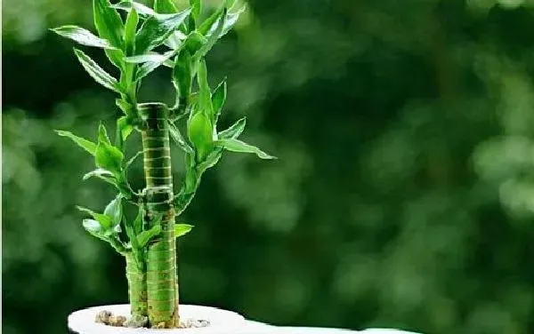 植物浇水|富贵竹可以浇啤酒吗 浇啤酒水正确方法