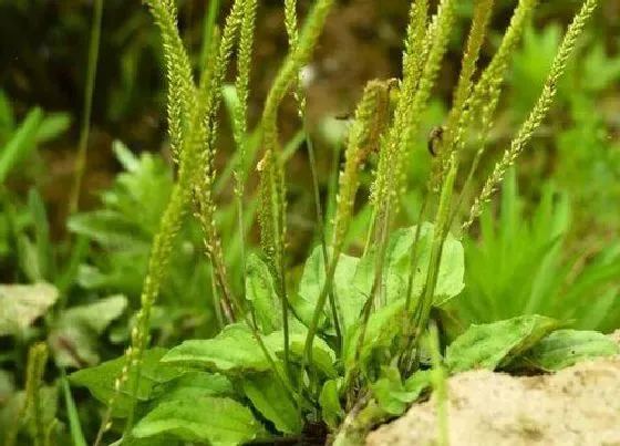 植物百科|猪草是什么草