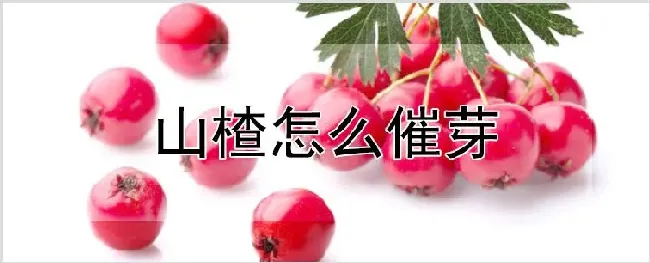 山楂怎么催芽 | 自然知识