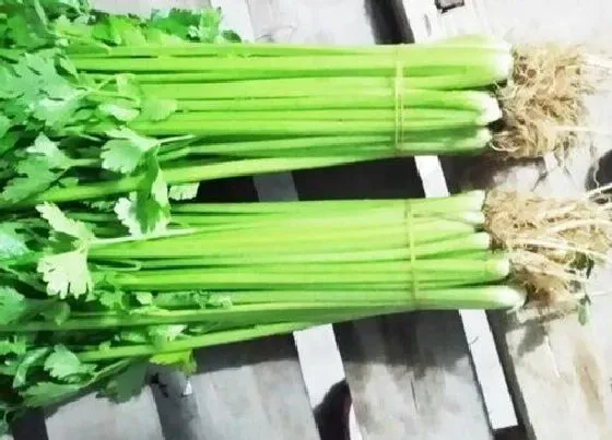 种植管理|西芹的生长周期是多长时间