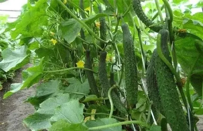 植物施肥|黄瓜冲施什么牌子水溶肥好，黄瓜用什么水溶肥产量高）