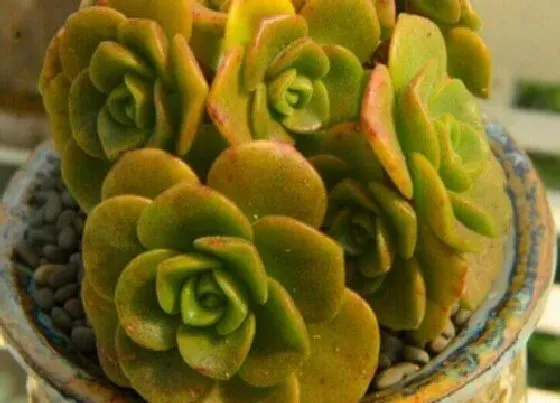 植物繁殖|百合莉莉怎么繁殖方法和注意事项