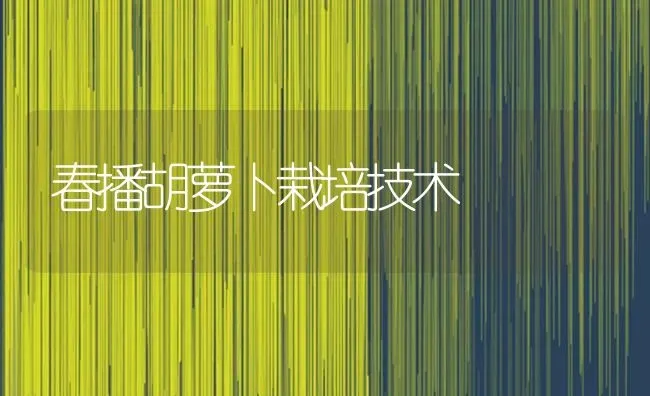春播胡萝卜栽培技术 | 蔬菜种植