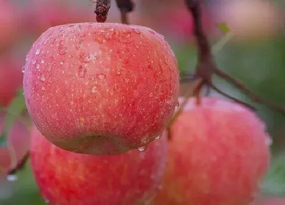 植物施肥|苹果树的施肥时期特点和肥料种类，简述苹果生长需肥特点）