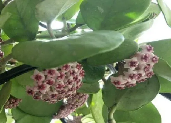 植物毒性|球兰花有毒吗 可以放在室内养吗