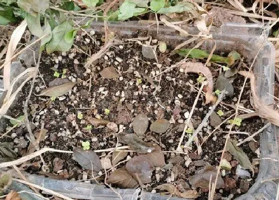 植物播种|黄心菜什么时候播种最好