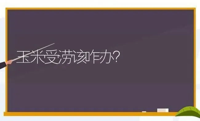 玉米受涝该咋办？ | 粮油作物种植