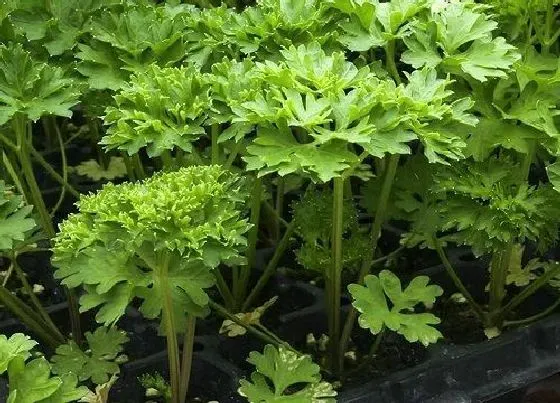 植物百科|芹菜耐阴吗