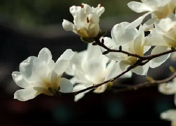 植物种类|适合庭院的观赏树木植物（适合院子种植的漂亮景观树）