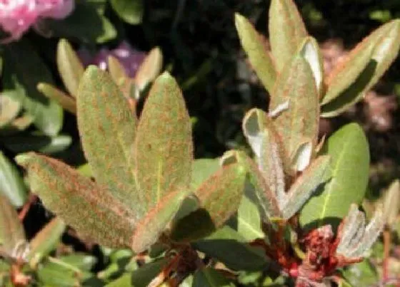 植物虫害|毛鹃病虫害防治技术与方法