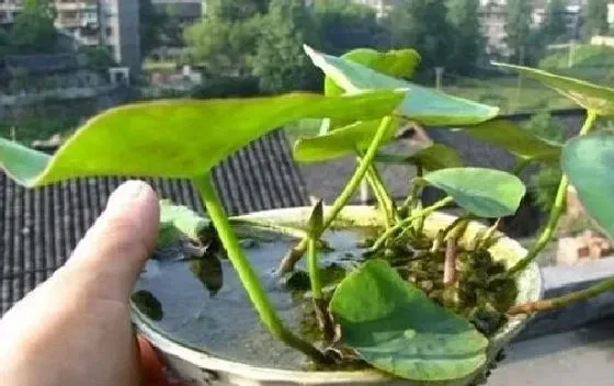 植物繁殖|碗莲怎么繁殖 繁殖时间和方法图解