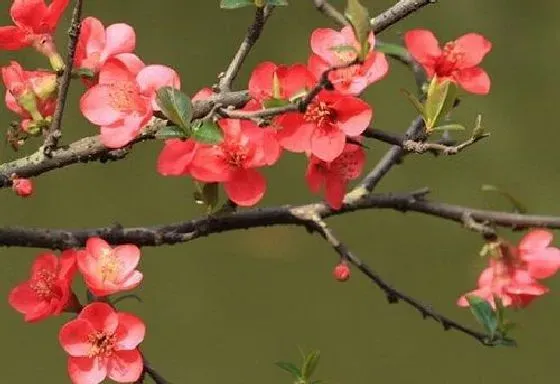 果实科普|海棠几月开花结果 什么时候开花结果