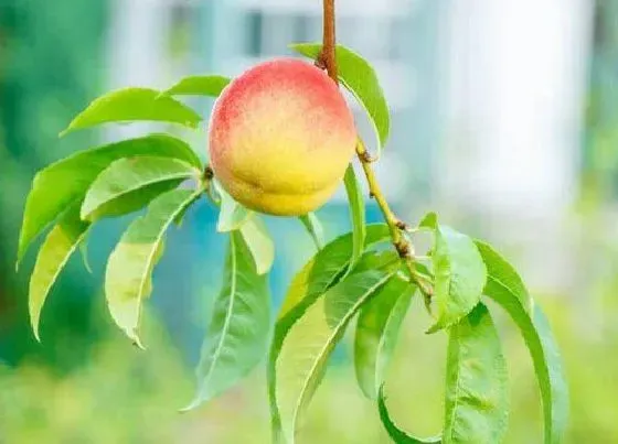 种植百科|屋后可以种桃树吗