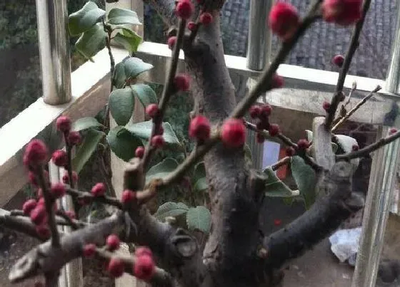 植物修剪|骨里红梅花怎么剪枝 盆景的修剪方法