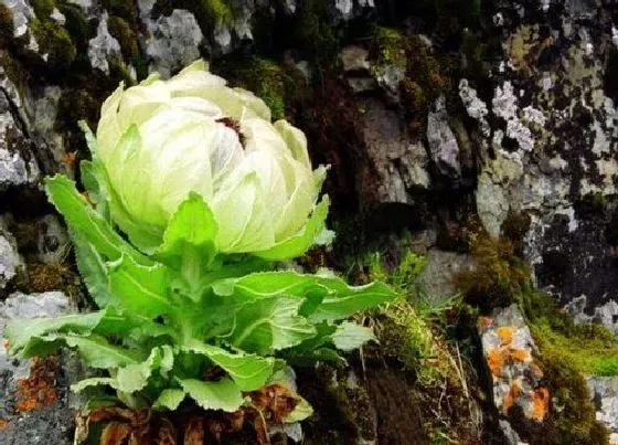 开花时间|雪莲花什么时候开花 一般在几月份开放