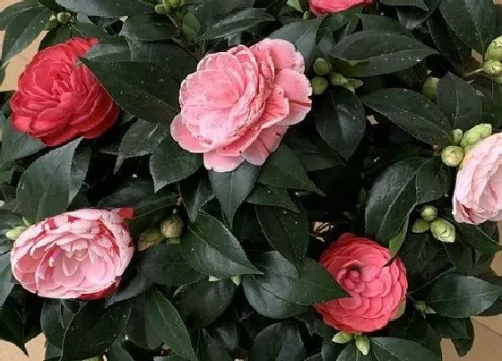 开花时间|茶花树一年开几次花