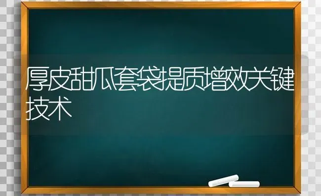 厚皮甜瓜套袋提质增效关键技术 | 瓜果种植