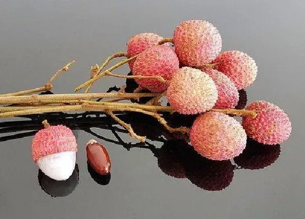 养殖科普|荔枝喜阴还是喜阳光的植物