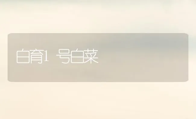 白育1号白菜 | 蔬菜种植