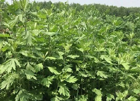 植物百科|地蕲草生长在什么地方