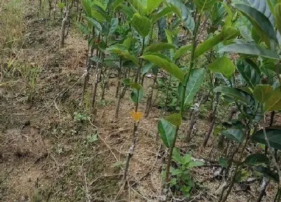 冬天植物|菠萝蜜冬天掉叶子吗