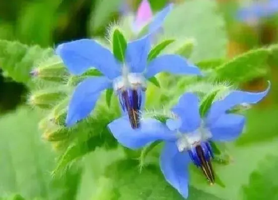 植物播种|琉璃茞什么时候播种最好
